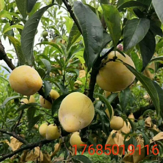 晴隆县黄金奈李苗  正宗嫁接苗晚熟品种果大脆甜离核包邮