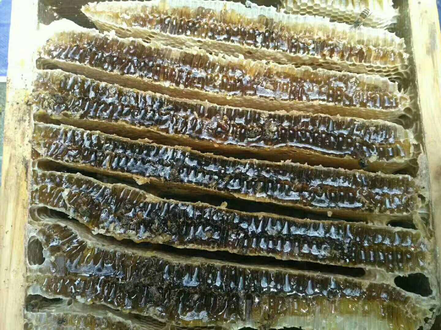 土蜂蜜 玻璃瓶装 2年以上  