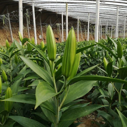 新沂市百合花 双头