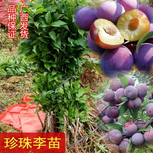 灵山县龙滩珍珠李苗  嫁接苗，结果早产量高