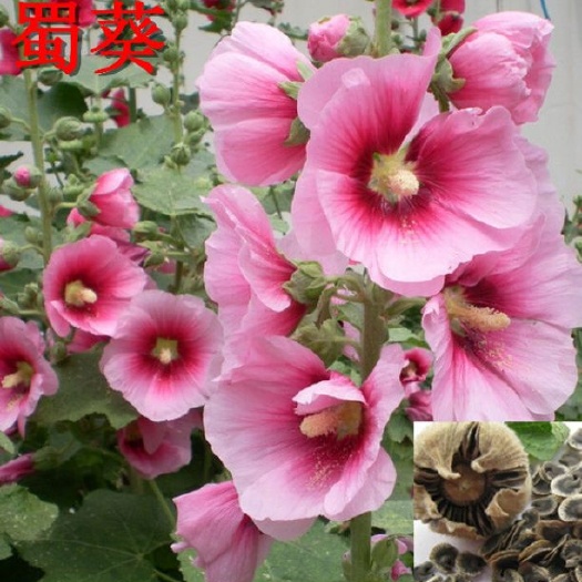 沭阳县蜀葵花 