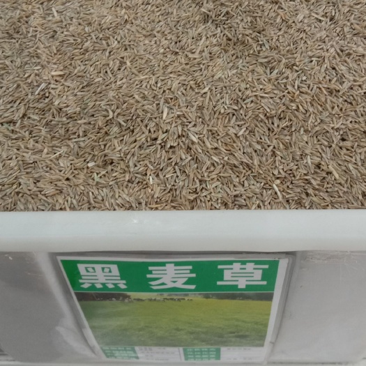 沭阳县黑麦草种子 