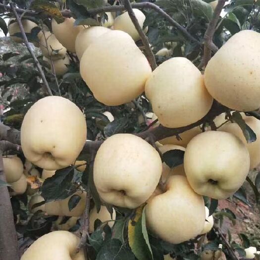 泰安维纳斯黄金苹果苗 1~1.5米 