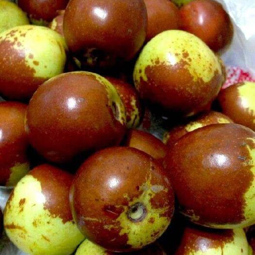 平邑县沾化冬枣苗