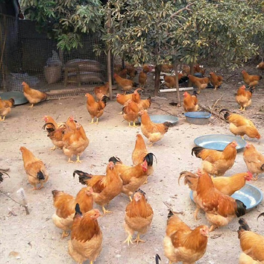 南宁三黄鸡苗 公