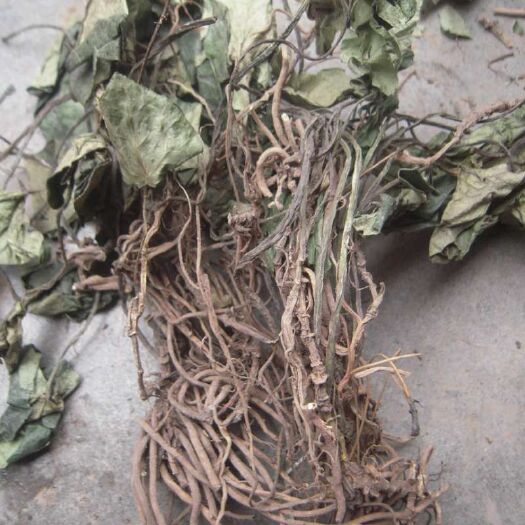 苍溪县四川高山.生，苕叶细辛，气味浓药性好，全草统货