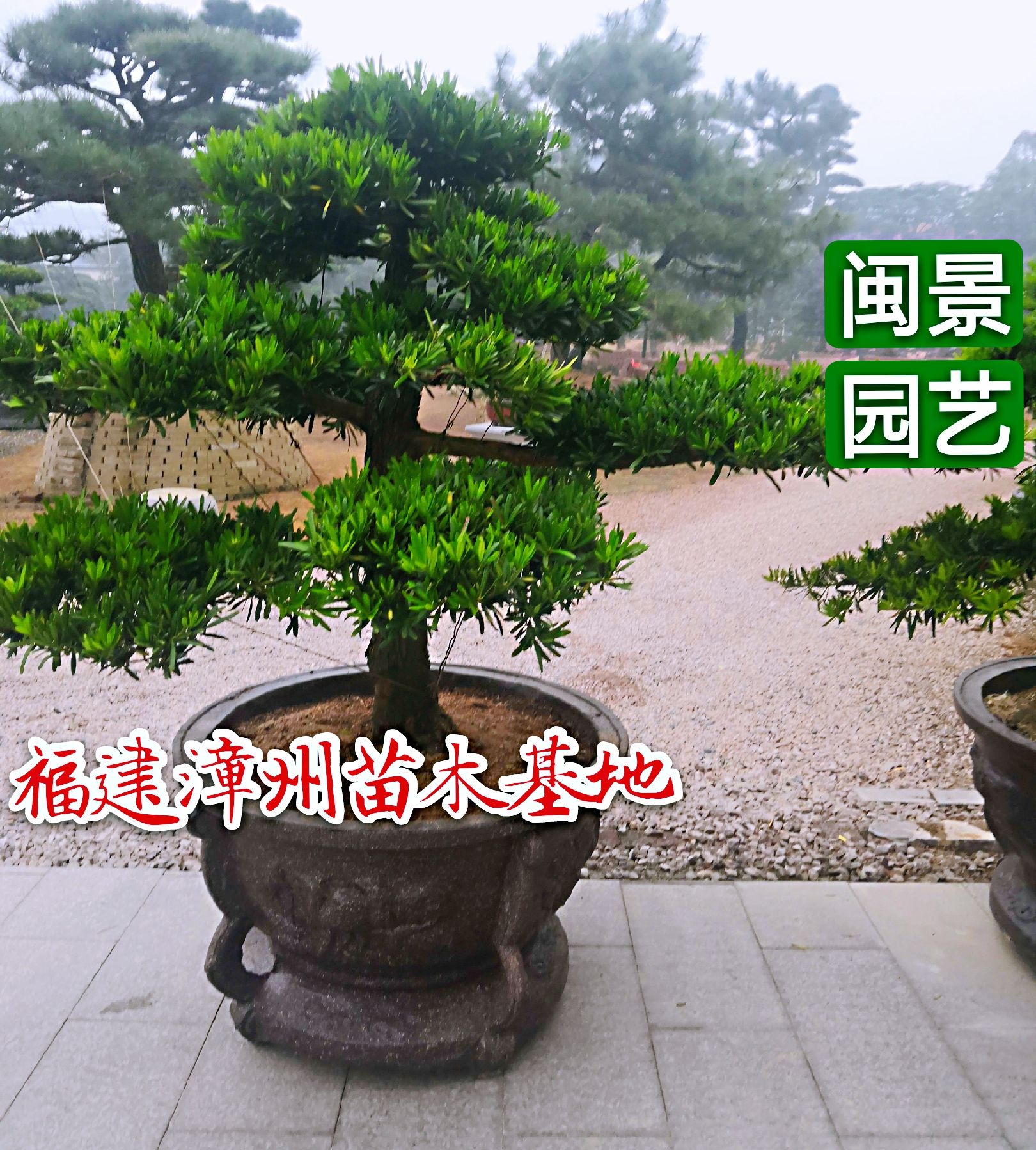 罗汉松盆景