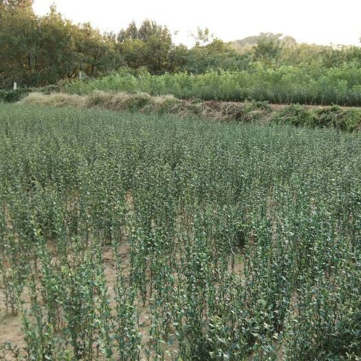 青岛积壳芽苗 