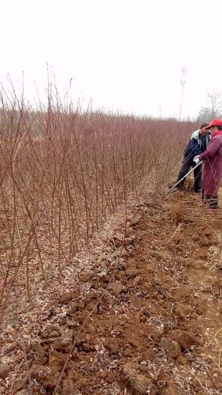 扶风县黄金蜜4号苗 1~1.5米 