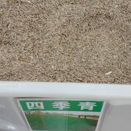 沭阳县四季青草种子 