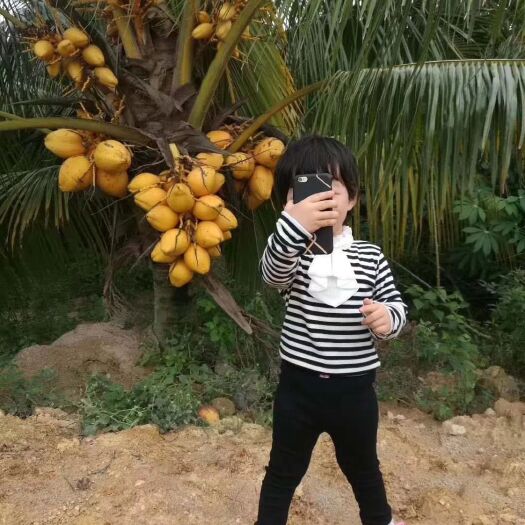 屯昌椰子苗 