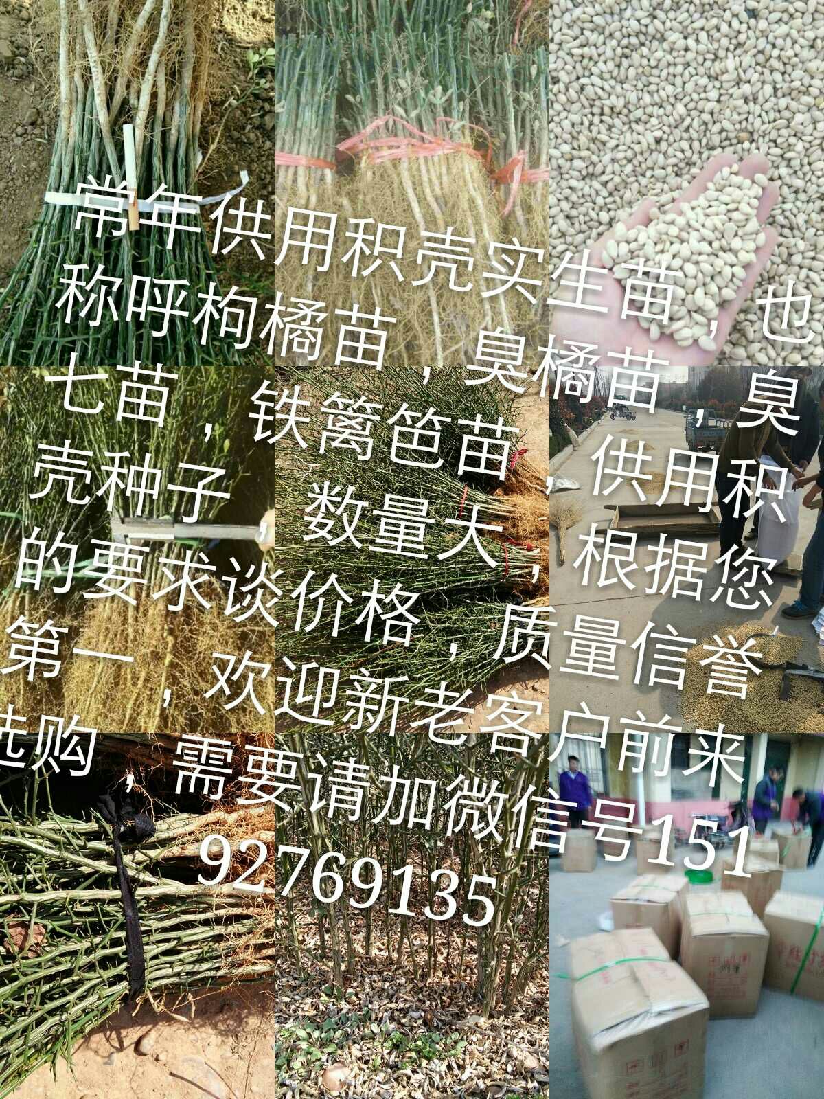 积壳芽苗 