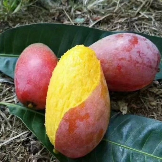 灵山县贵妃芒果苗 
