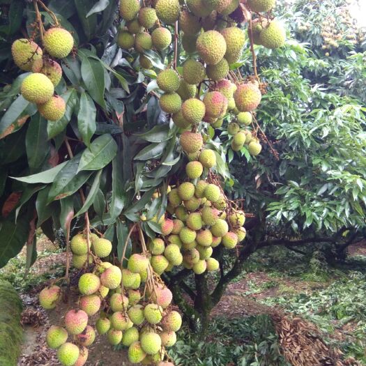 灵山县无核荔枝苗