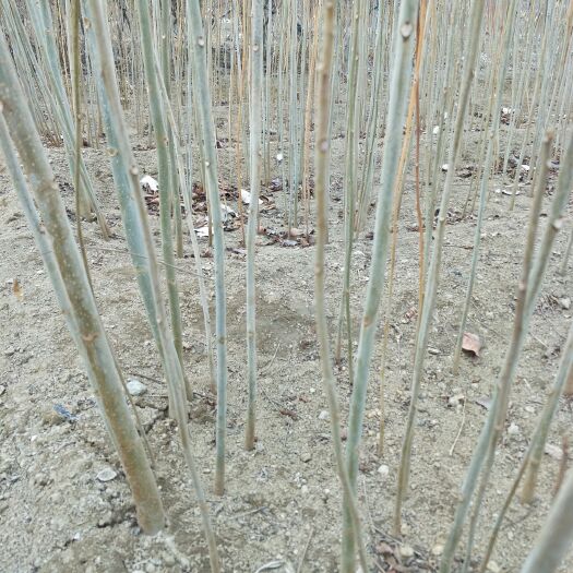 泰安红油香椿苗 2公分以下 