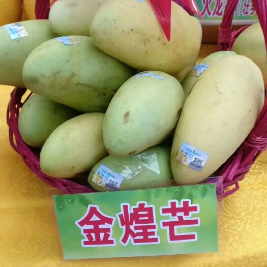 灵山县金煌芒果苗 