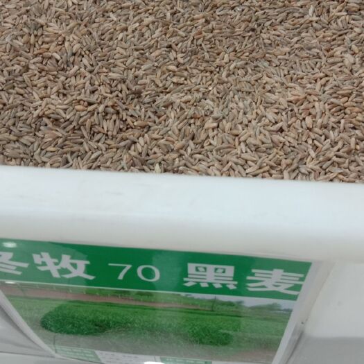 沭阳县冬牧70种子 
