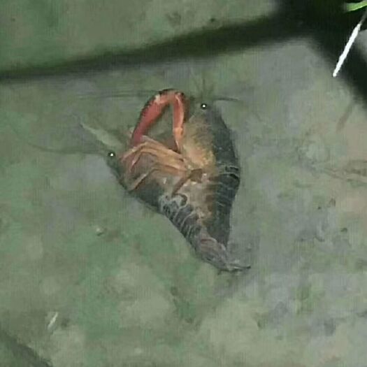 沭阳县青虾苗 