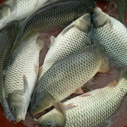 鲤鱼