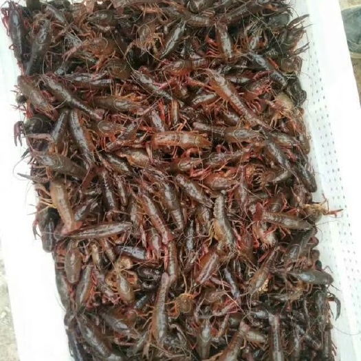 永州中国龙虾 国产 0.6-0.8斤/只 虾苗或虾种都可选购