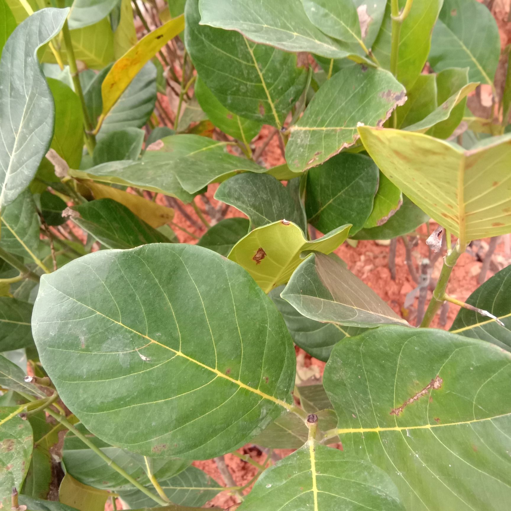 红肉菠萝蜜苗