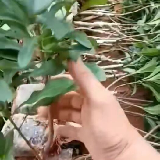 灵山县东魁杨梅树苗 