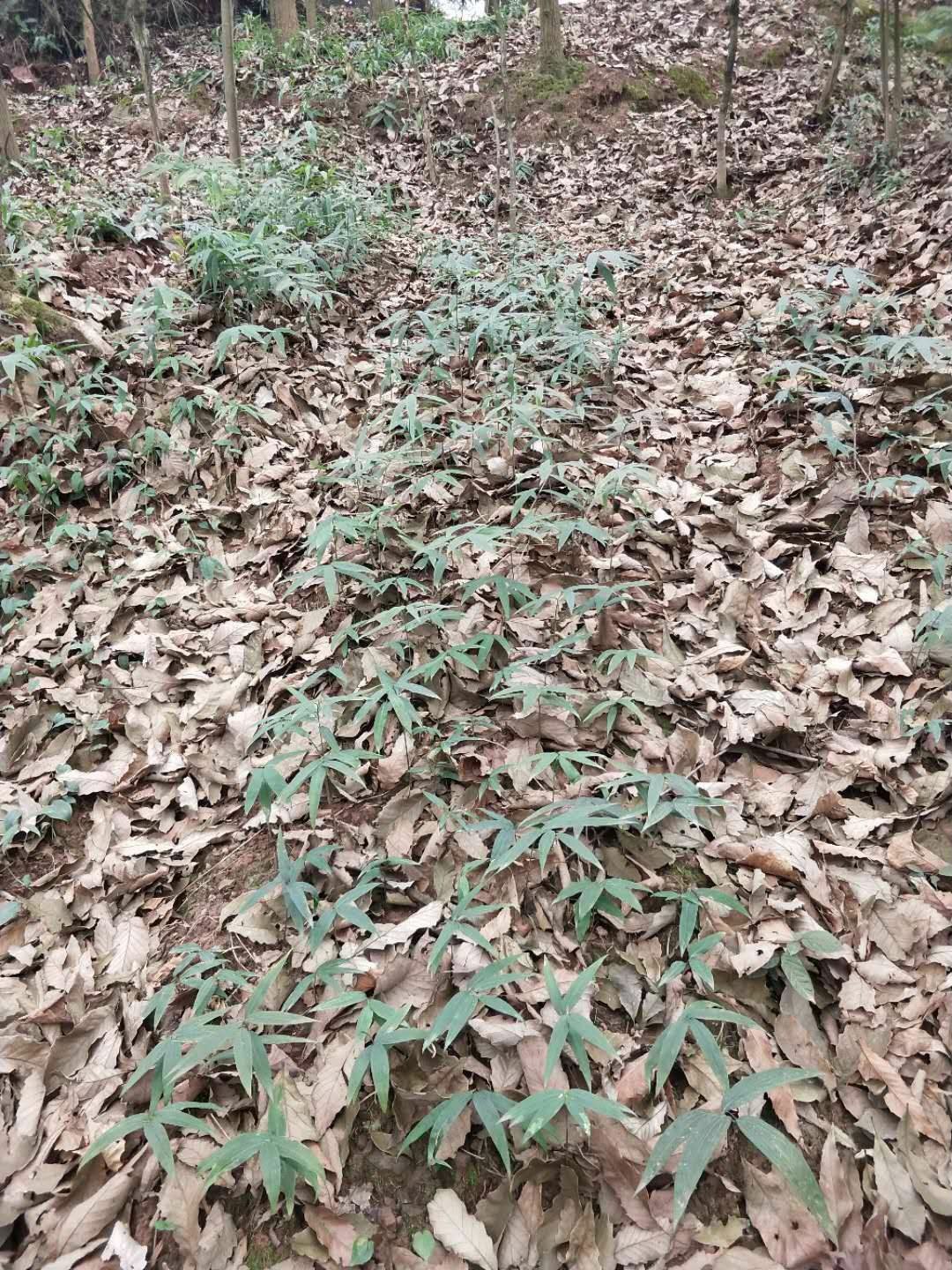 黄精种苗 