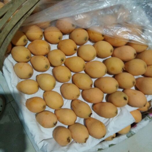 米易县早钟六号枇杷 0.7 - 1两 