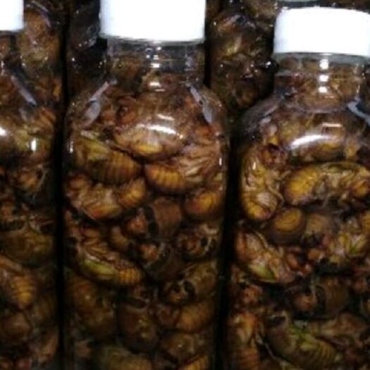 沂水县金蝉 活体瓶装