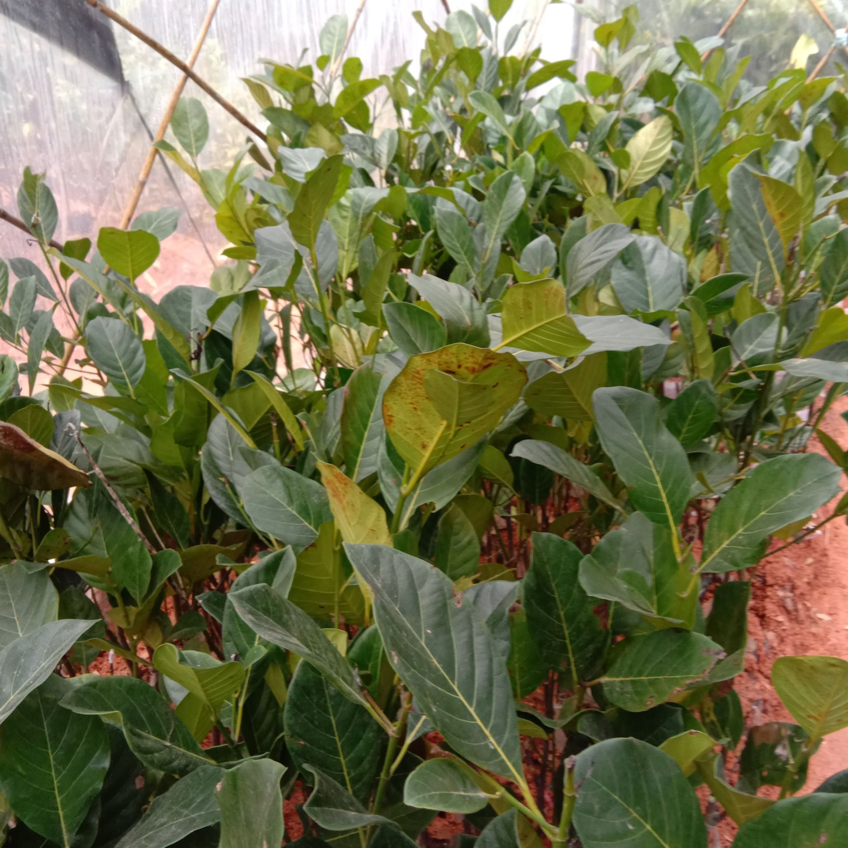 红肉菠萝蜜苗