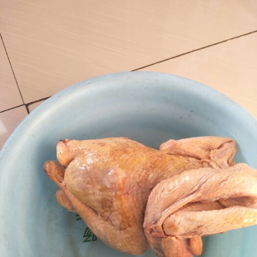 喀左县白条鸡 冷冻 