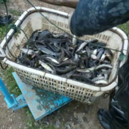 中方县斑点叉尾鮰鱼 斑点叉尾鮰鱼 