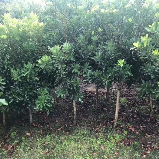 通道县杨梅树