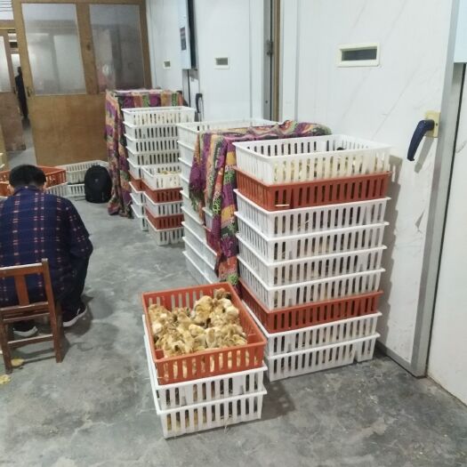 铜陵土鸡苗