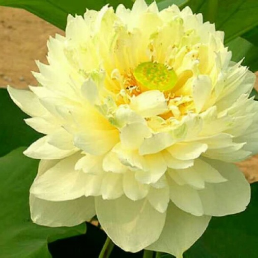 荷花 莲花座 观赏莲花,红色,黄色,白色