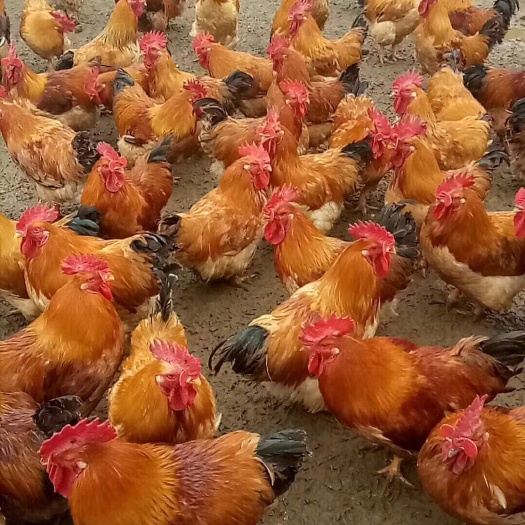南宁纯种k9肉鸡苗