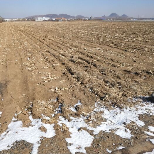 旱地 转包 5年以下 100~500亩 