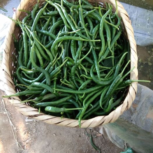 昆明二荆条辣椒 10~15cm 中辣 靑色 