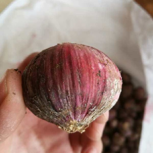 宾川县紫皮独头蒜 5.5-6.0cm 独头 