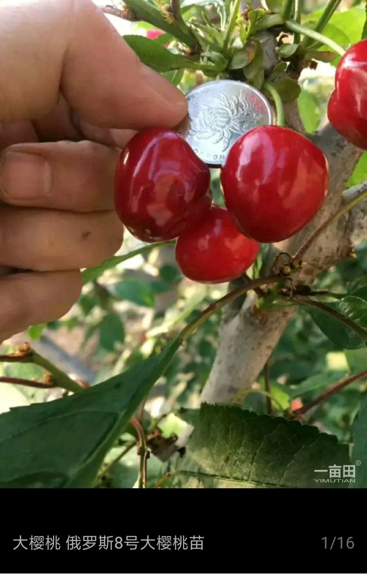 吉塞拉樱桃苗 脱毒无菌苗，成活率高，美早，萨米脱，布鲁克斯等品种