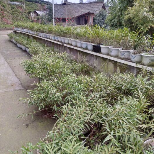 夹江县夹江叠鞘石斛 