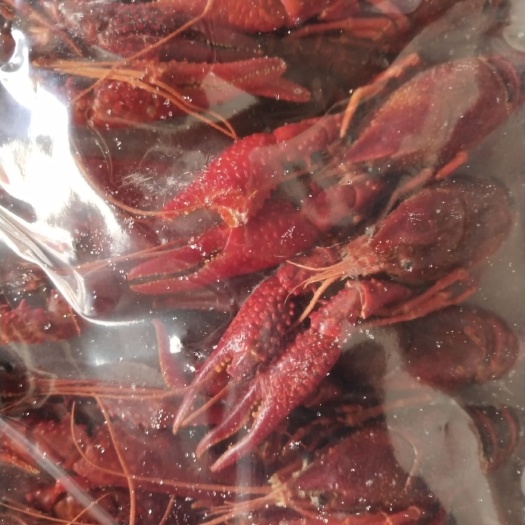 南京清水小龙虾 5-7钱 人工养殖 