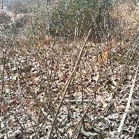 桃源县九家种板栗苗  贵州板栗苗、云南板栗苗、四川板栗苗