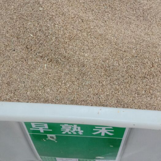 沭阳县早熟禾种子 