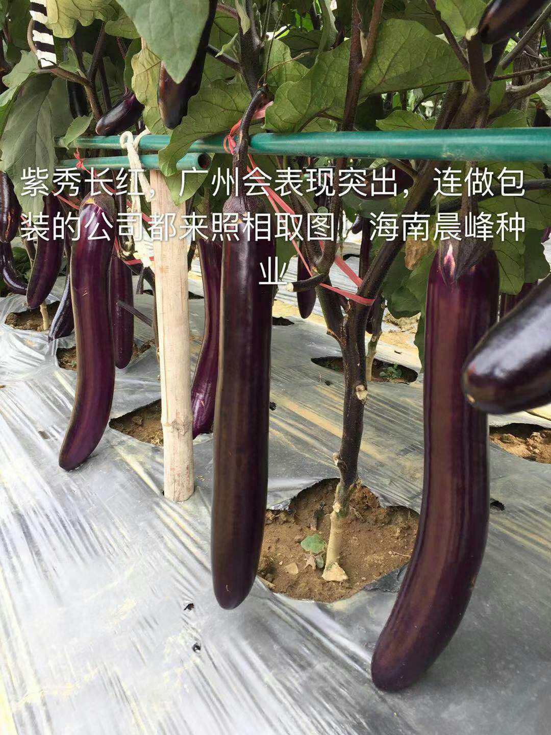 茄子种子  紫秀长红—紫红长茄，厂家直销