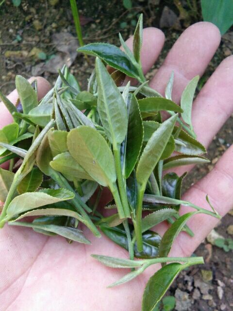 五莲县高山绿茶 特级 袋装
