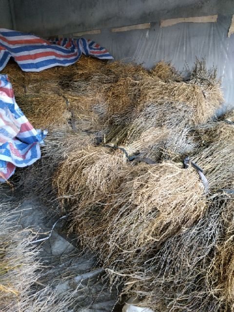 海宁市草桑苗 绿化桑苗养蚕桑苗