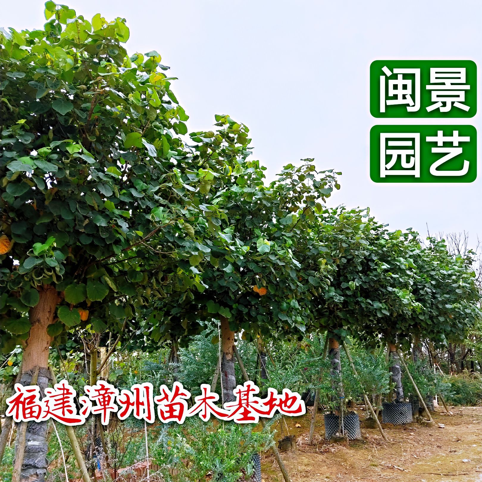 漳浦县其它苗木 黄槿米径8公分到15公分福建漳州