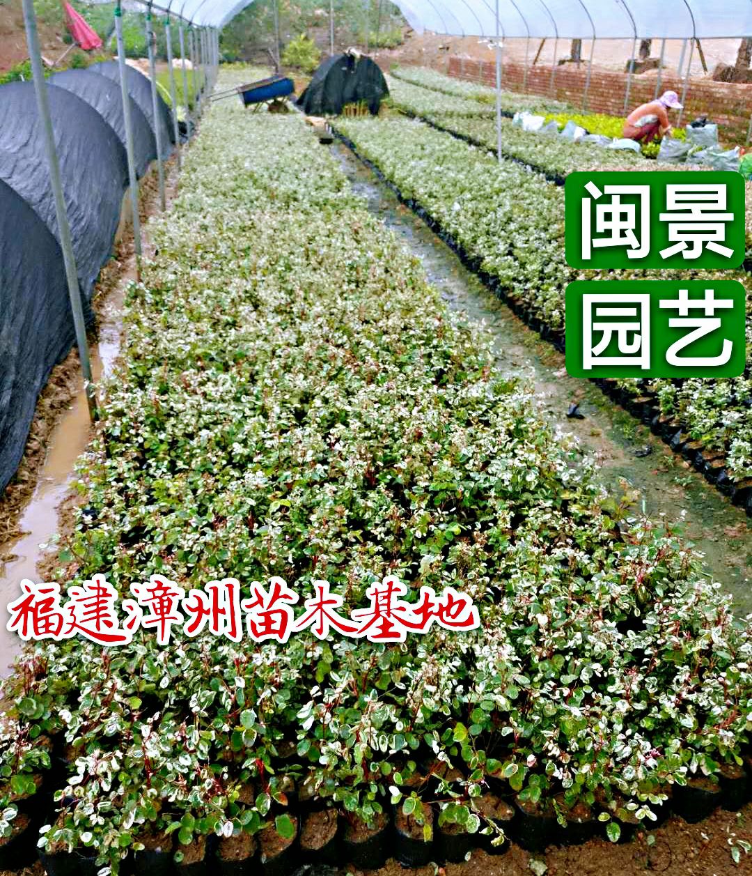 花叶蔓吊兰  30cm以下 白雪木福建漳州