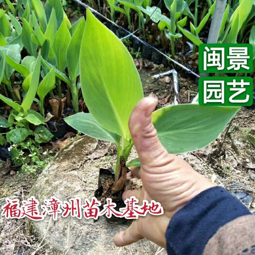 漳浦县黄花美人蕉 2cm以下 0.5米以下 